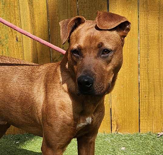 Photo of Scrappy Doo JuM
