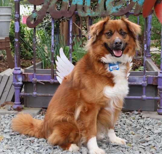 Photo of Bazzle