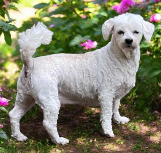 Photo of DAISY