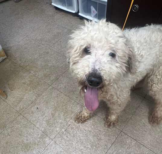 Photo of Buddy