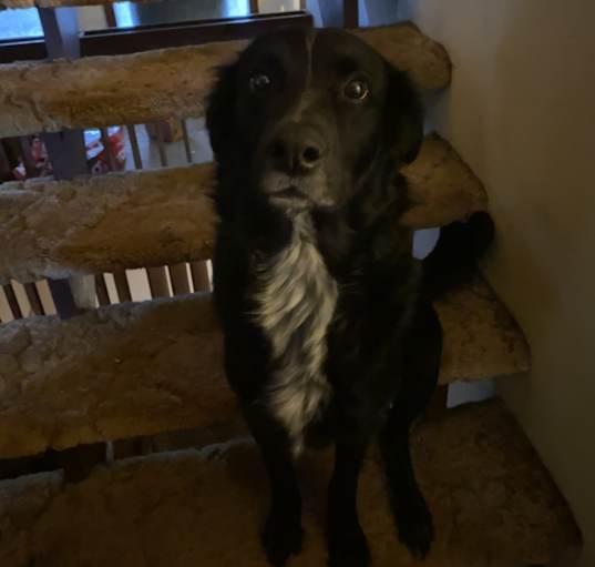 Photo of Scout