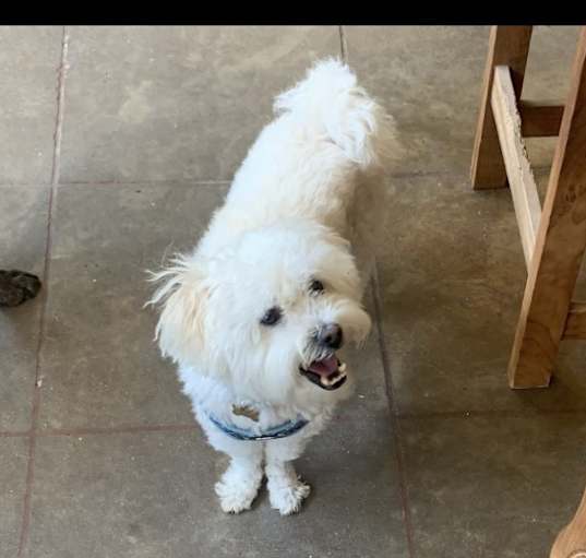 Photo of Sammy