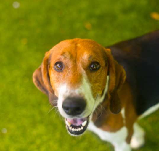 Photo of WHISKEY