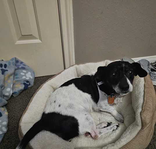 Photo of Oreo