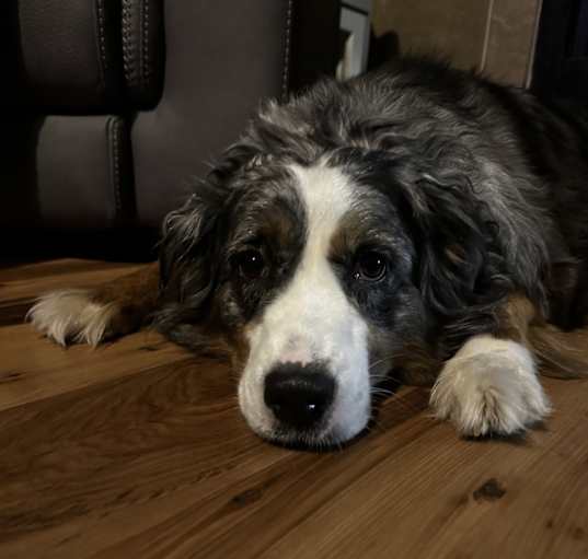 Photo of Lacey