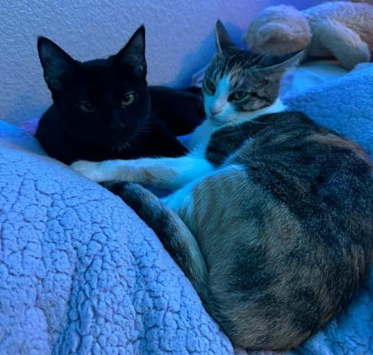 Photo of Willow and Bella