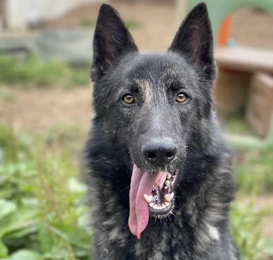 Photo of Juno