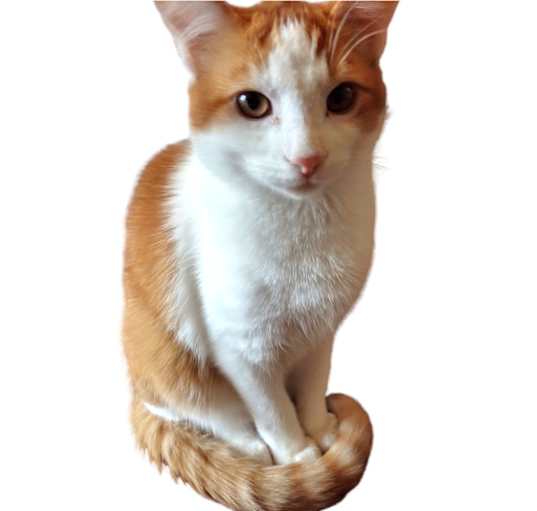 Photo of Charlie