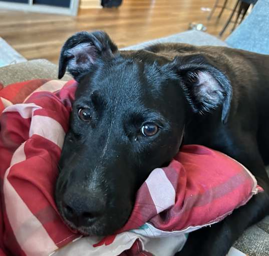 Photo of Goose
