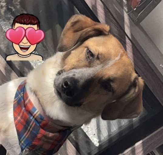Photo of Bailey