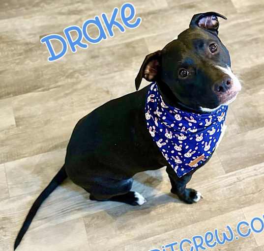 Photo of Drake