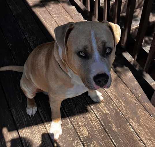 Photo of dozer