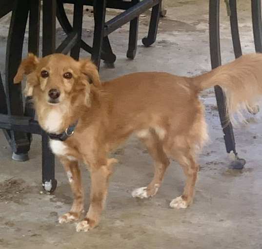 Photo of Rusty
