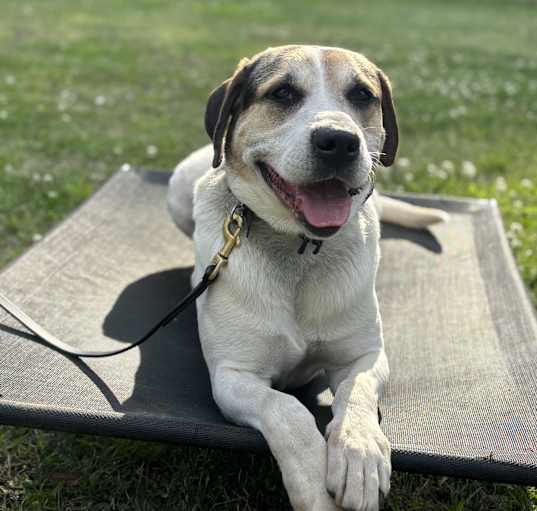 Photo of Watson