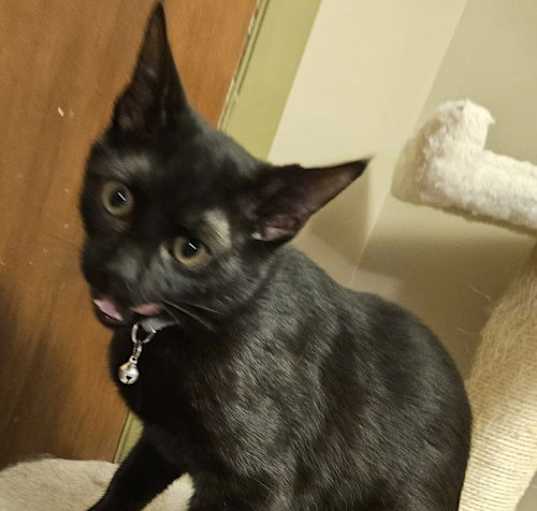 Photo of Tango