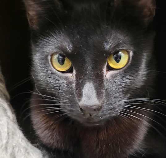 Photo of Raven