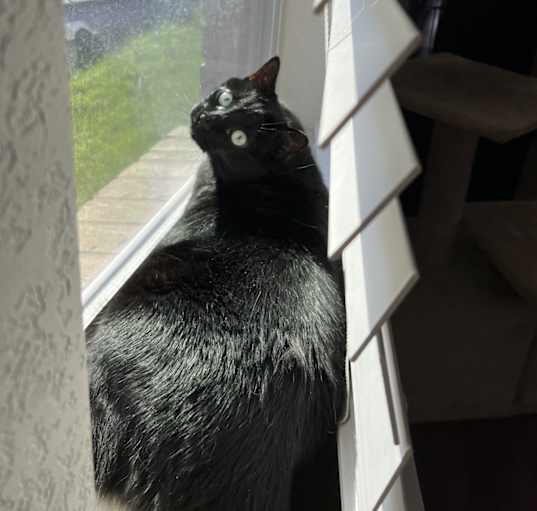 Photo of Salem