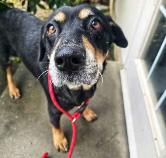 Photo of Piper