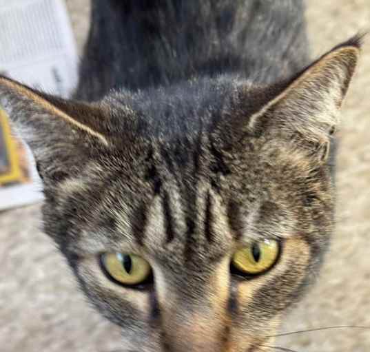 Photo of Oggie
