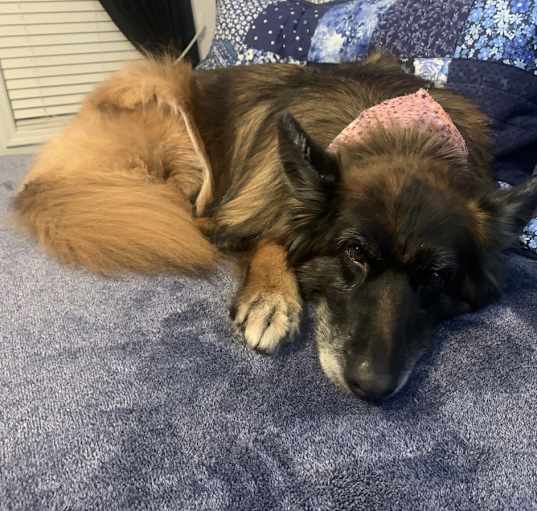 Photo of Sadie