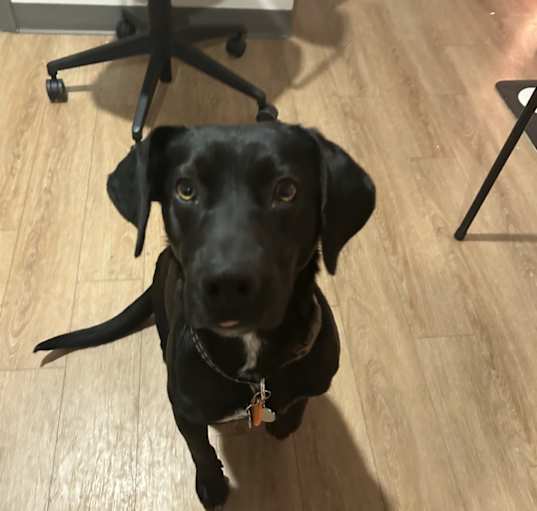 Photo of Onyx
