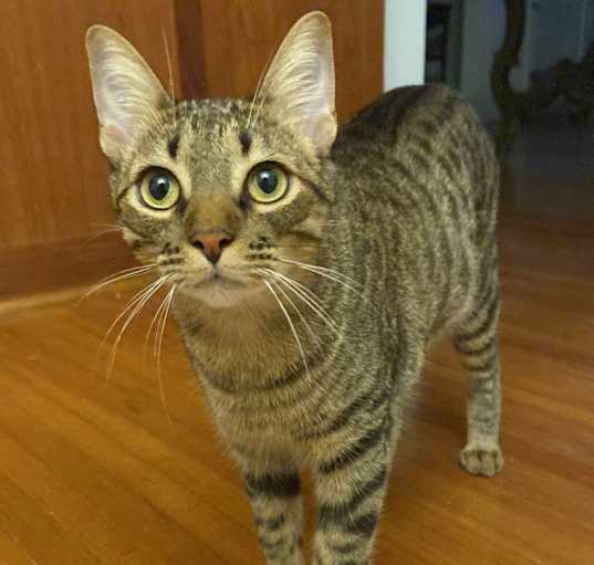 Photo of Cato