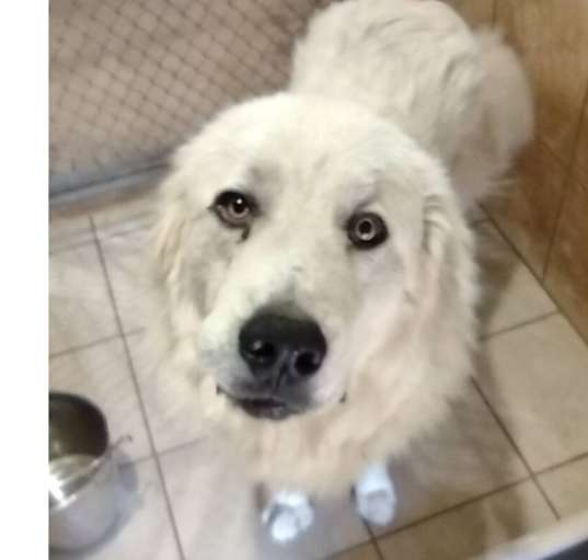Photo of Buddy