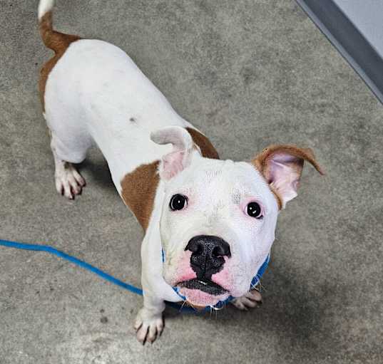 Photo of Goliath