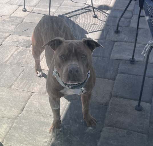 Photo of Cora