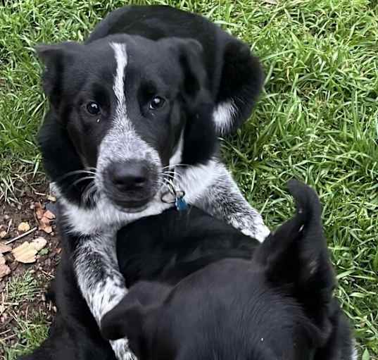 Photo of Loki
