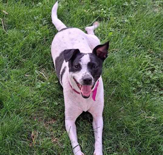 Photo of Dolly ( Archie)