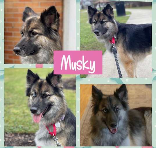 Photo of Musky