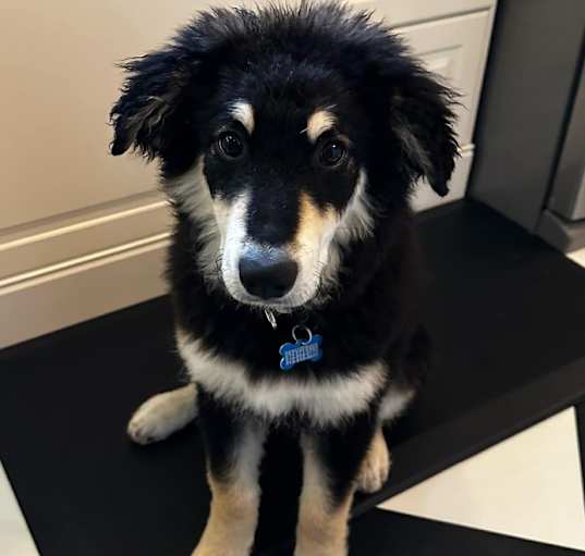 Photo of Tater (Baseball Litter '25)