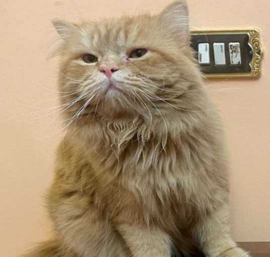 Photo of Leo