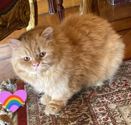 Photo of Meshmesh