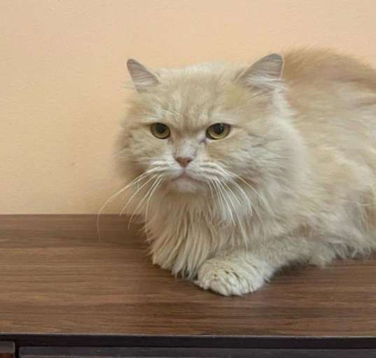 Photo of Misho