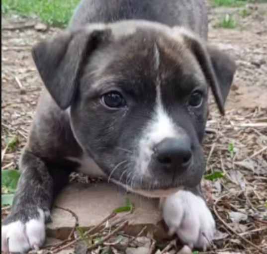 Photo of Atticus