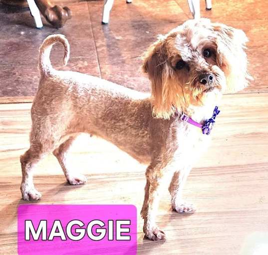 Photo of Maggie