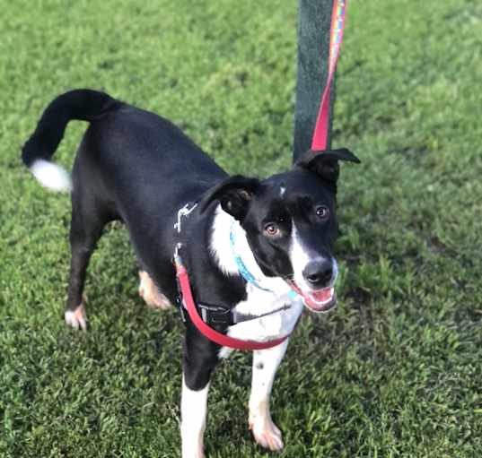 Photo of Checkers
