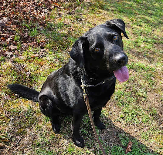 Photo of Rocket (now Rocky)