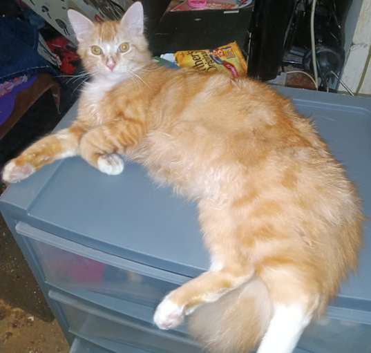 Photo of Sunny