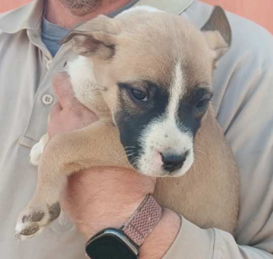 Photo of Bandita K7