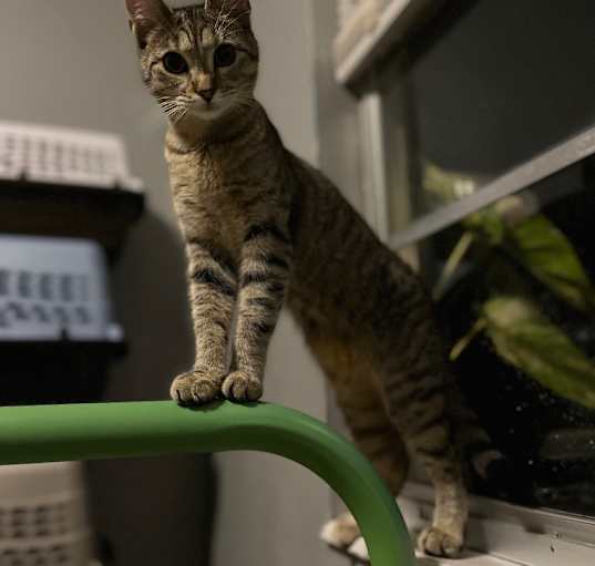 Photo of Tigerlily