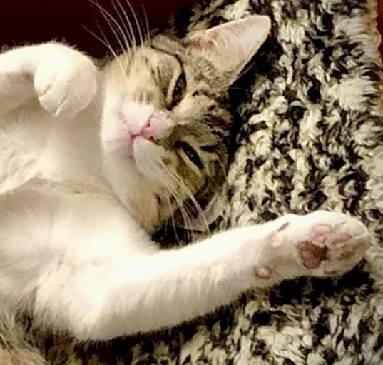 Photo of Gracie