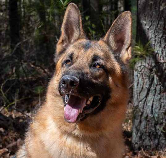 Photo of Bruno
