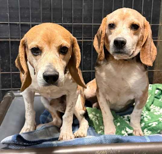 Photo of Bumper (bonded w/ Gilbert)