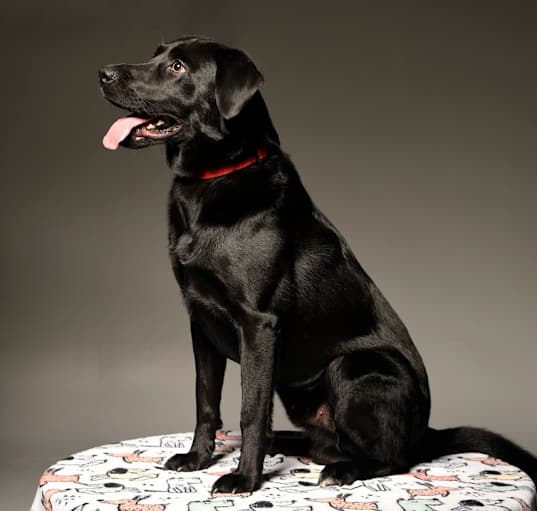 Photo of Rocket (now Rocky)