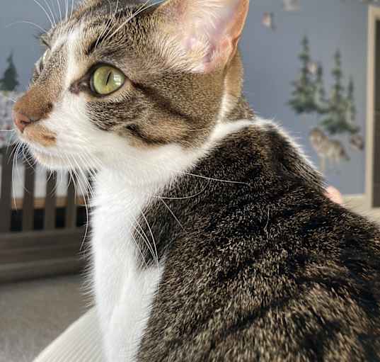 Photo of Penny