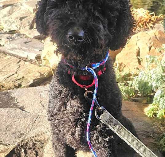 Photo of Toby