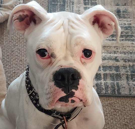 Photo of Milo
